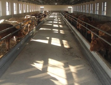 所以大多数的养殖场会将犊牛舍规划为可移动的个别