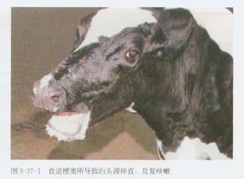 牛的食道梗塞症