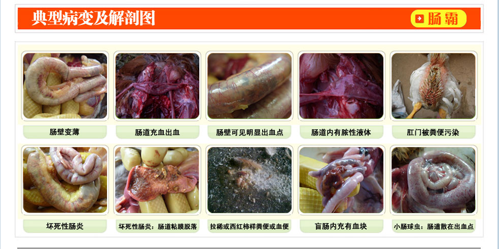 谈谈肠毒综合症
